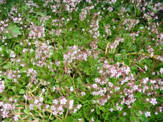 forse Sedum?  No, Saxifraga umbrosa